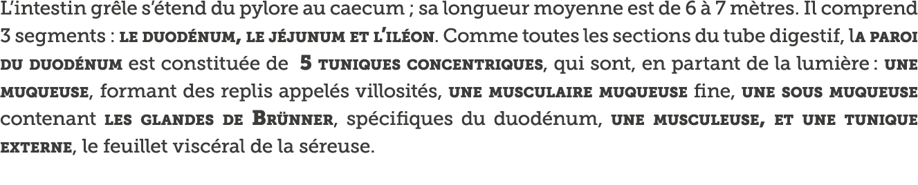 L intestin gr le s  tend du pylore au caecum ; sa longueur moyenne est de 6   7 m tres  Il comprend 3 segments : le d   