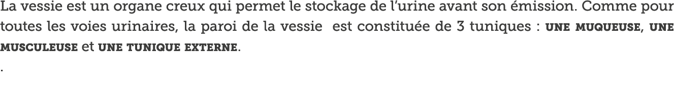 La vessie est un organe creux qui permet le stockage de l urine avant son  mission  Comme pour toutes les voies urina   