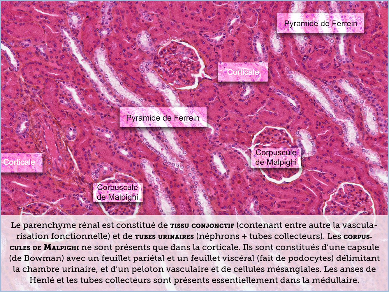 FICHE 2 TUMEUR WARTHIN VIDEO