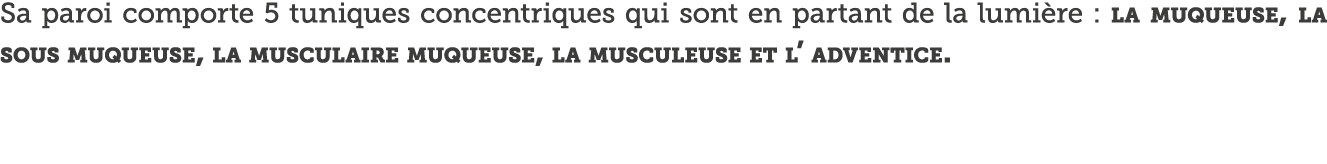 Sa paroi comporte 5 tuniques concentriques qui sont en partant de la lumi re : la muqueuse, la sous muqueuse, la musc   