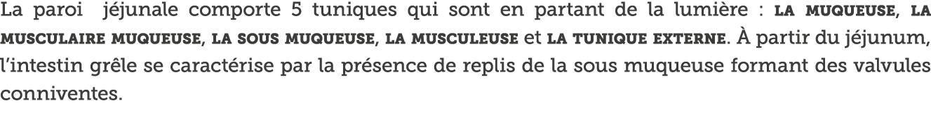 La paroi j junale comporte 5 tuniques qui sont en partant de la lumi re : la muqueuse, la musculaire muqueuse, la sou   