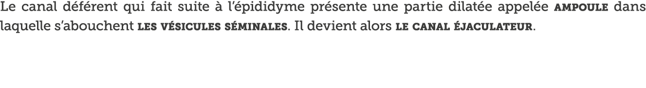 Le canal d f rent qui fait suite   l  pididyme pr sente une partie dilat e appel e ampoule dans laquelle s abouchent    