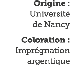 Origine : Universit  de Nancy Coloration : Impr gnation argentique 