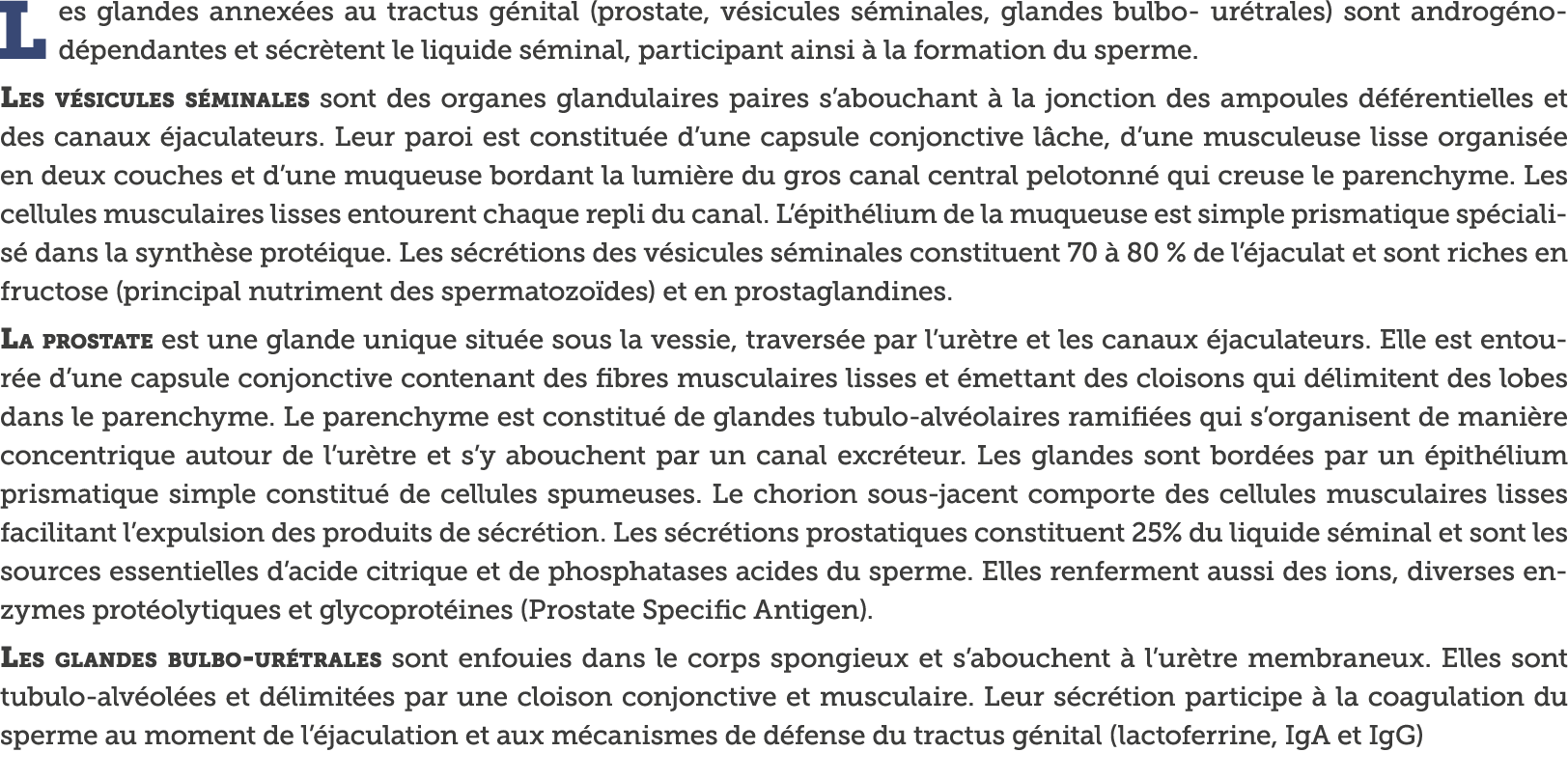 Les glandes annex es au tractus g nital (prostate, v sicules s minales, glandes bulbo- ur trales) sont androg no- d p   