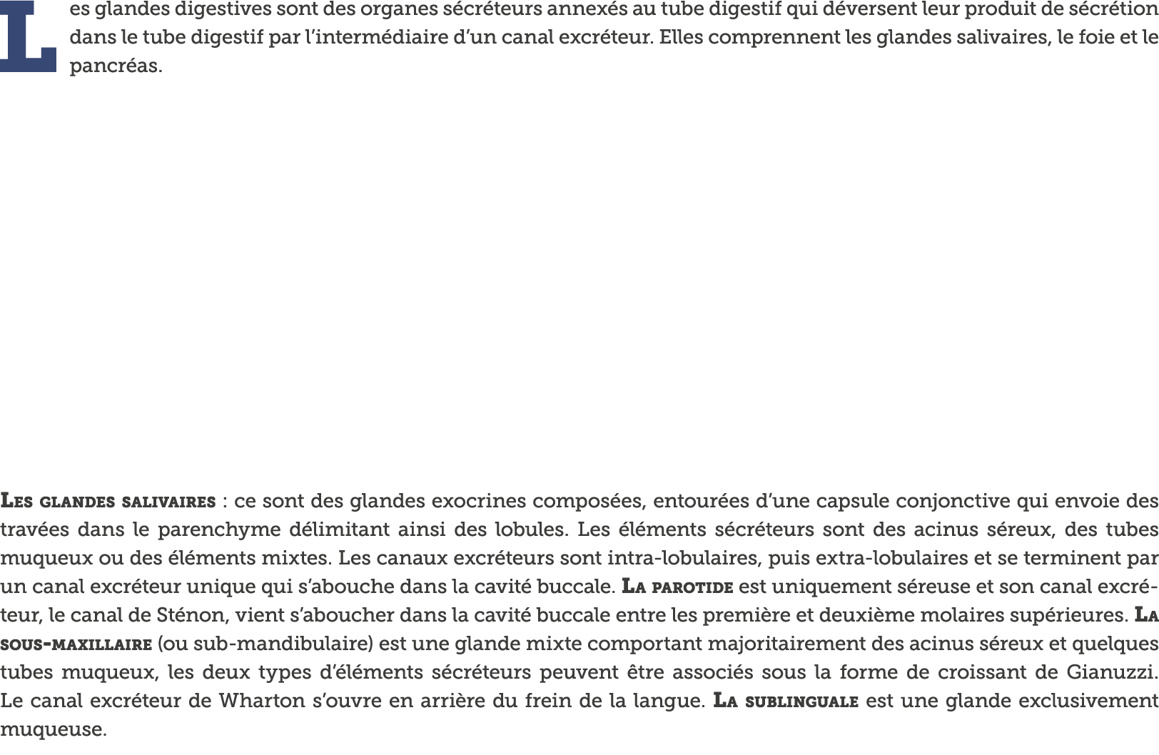 Les glandes digestives sont des organes s cr teurs annex s au tube digestif qui d versent leur produit de s cr tion d   