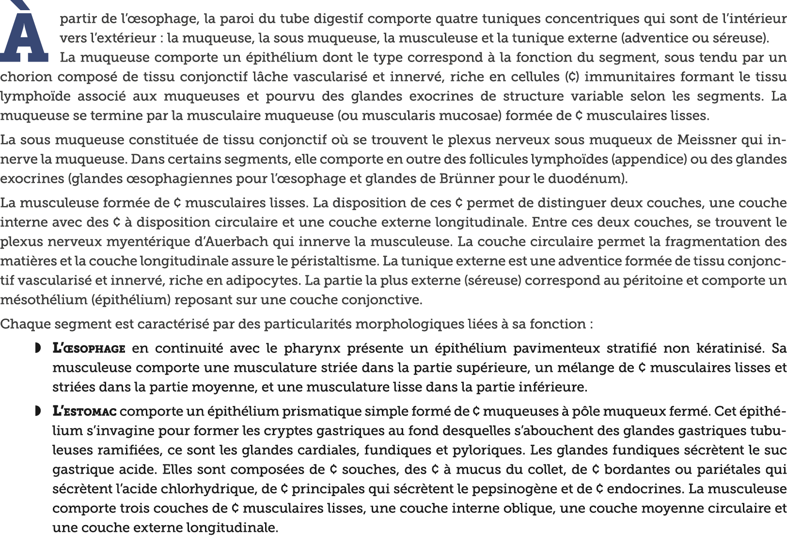   partir de l  sophage, la paroi du tube digestif comporte quatre tuniques concentriques qui sont de l int rieur vers   