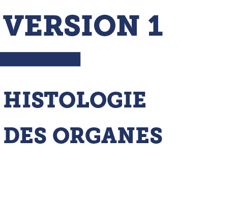 VERSION 1 Histologie des organes
