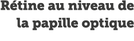 R tine au niveau de la papille optique