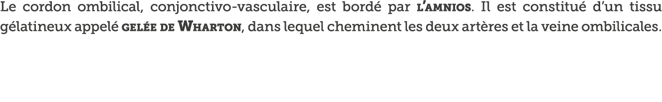 Le cordon ombilical, conjonctivo-vasculaire, est bord  par l amnios  Il est constitu  d un tissu g latineux appel  ge   
