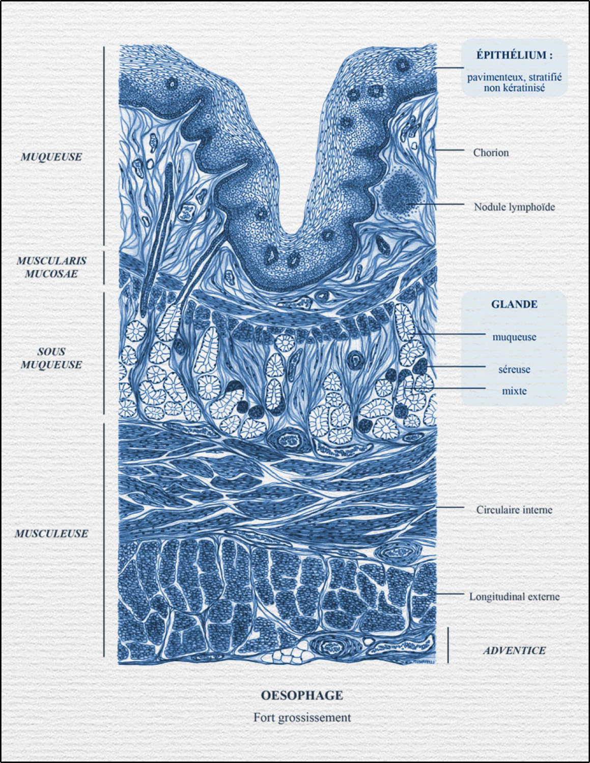 ZOOM SUR OESOPHAGE FORT GROSSISSEMENT