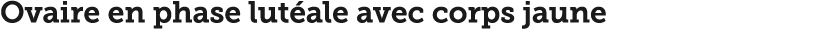 Ovaire en phase lut ale avec corps jaune