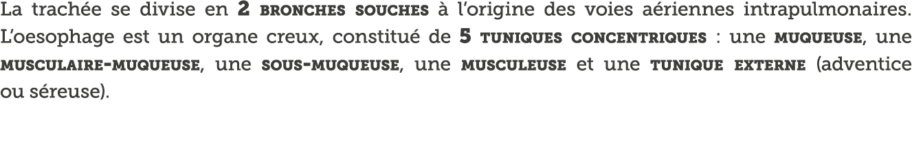 La trach e se divise en 2 bronches souches   l origine des voies a riennes intrapulmonaires  L oesophage est un organ   