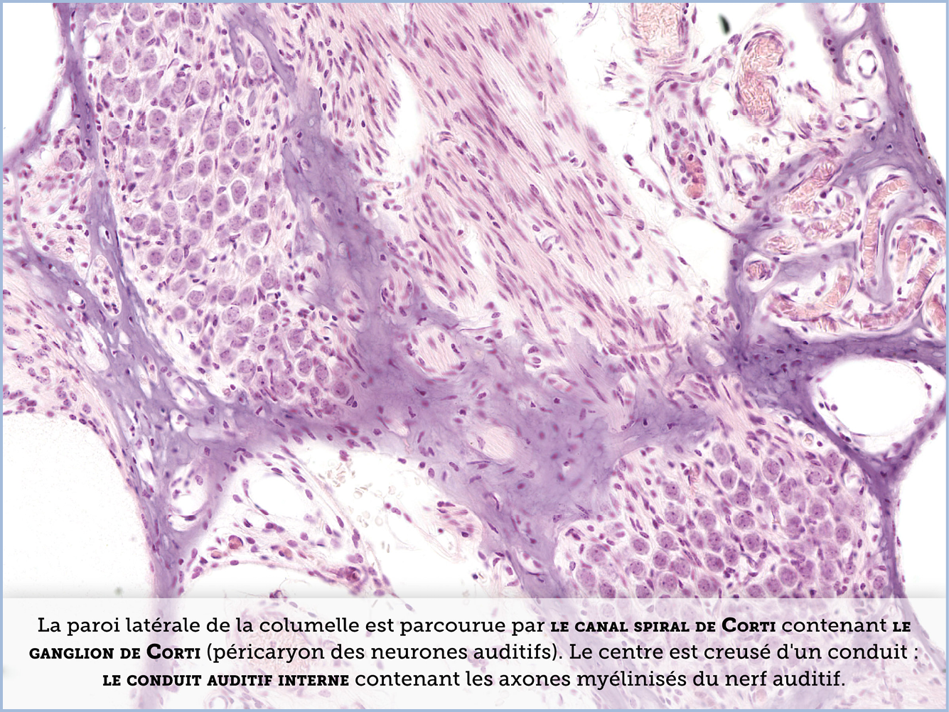 FICHE 2 TUMEUR WARTHIN VIDEO