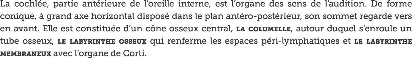 La cochl e, partie ant rieure de l oreille interne, est l organe des sens de l audition  De forme conique,   grand ax   
