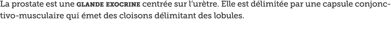 La prostate est une glande exocrine centr e sur l ur tre  Elle est d limit e par une capsule conjonctivo-musculaire q   