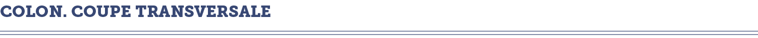colon  coupe transversale