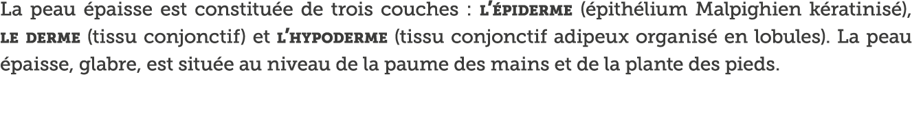 La peau  paisse est constitu e de trois couches : l  piderme ( pith lium Malpighien k ratinis ), le derme (tissu conj   