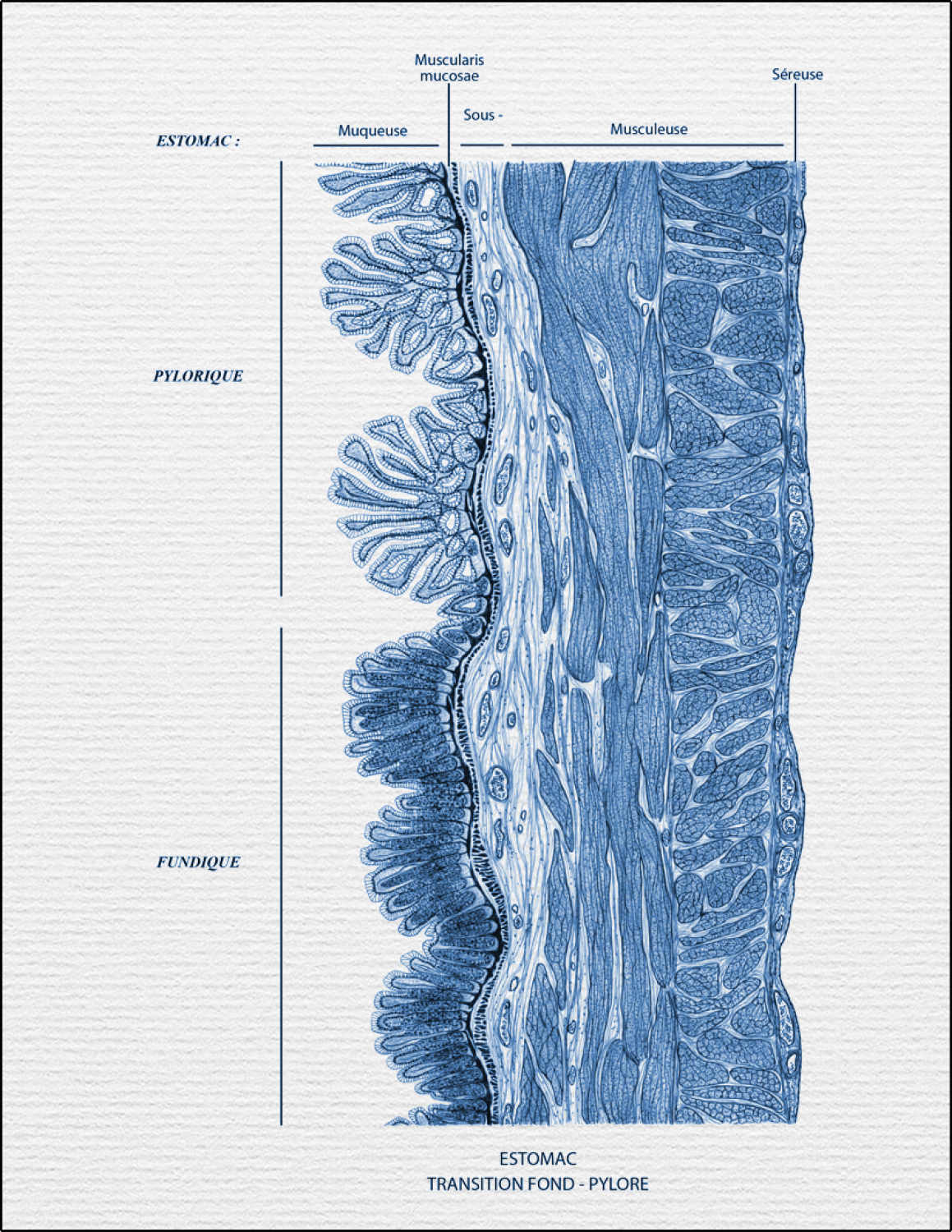 Transition fond pylore