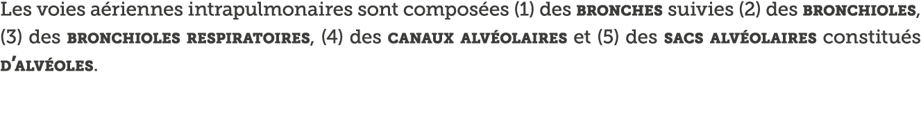Les voies a riennes intrapulmonaires sont compos es (1) des bronches suivies (2) des bronchioles, (3) des bronchioles   