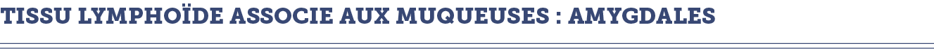 TISSU LYMPHO DE ASSOCIE AUX MUQUEUSES : AMYGDALES
