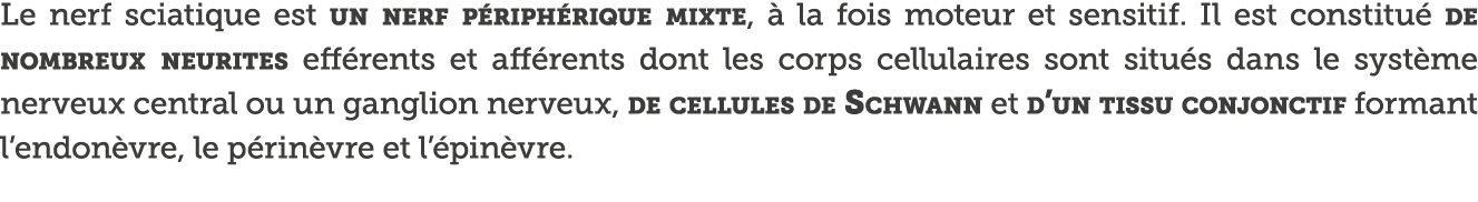 Le nerf sciatique est un nerf p riph rique mixte,   la fois moteur et sensitif  Il est constitu  de nombreux neurites   