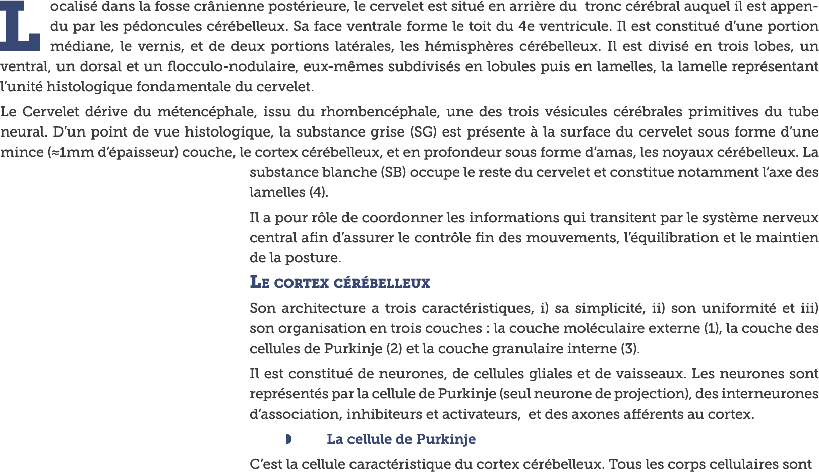 Localis  dans la fosse cr nienne post rieure, le cervelet est situ  en arri re du tronc c r bral auquel il est append   