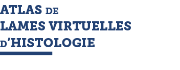 ATLAS DE LAMES VIRTUELLES D HISTOLOGIE