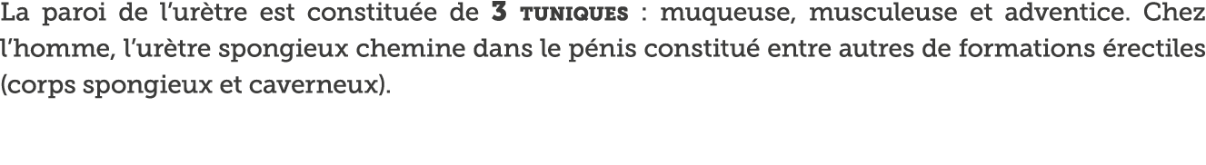 La paroi de l ur tre est constitu e de 3 tuniques : muqueuse, musculeuse et adventice  Chez l homme, l ur tre spongie   