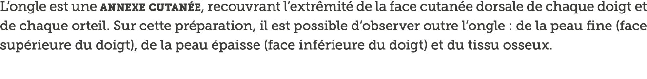 L ongle est une annexe cutan e, recouvrant l extr mit  de la face cutan e dorsale de chaque doigt et de chaque orteil   