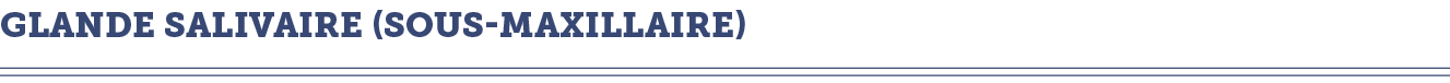 glande salivaire (sous-maxillaire)