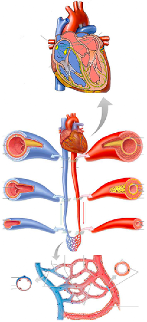 Sch ma histiologie app circulatoire