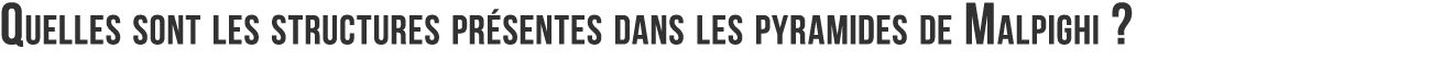 Quelles sont les structures pr sentes dans les pyramides de Malpighi  