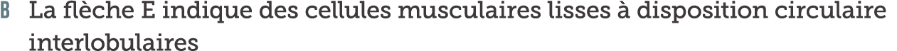 B La fl che E indique des cellules musculaires lisses   disposition circulaire interlobulaires