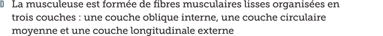 D La musculeuse est form e de fibres musculaires lisses organis es en trois couches   une couche oblique interne  une   