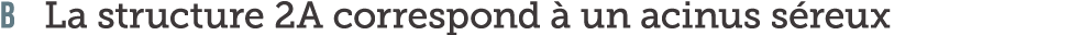 B La structure 2A correspond   un acinus s reux