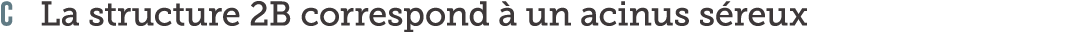 C La structure 2B correspond   un acinus s reux