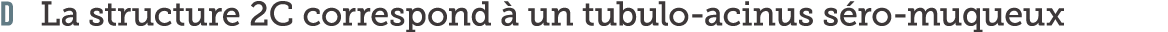 D La structure 2C correspond   un tubulo-acinus s ro-muqueux