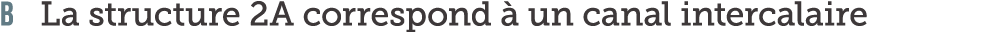 B La structure 2A correspond   un canal intercalaire