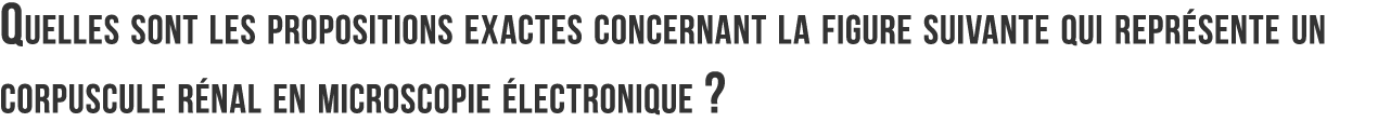 Quelles sont les propositions exactes concernant la figure suivante qui repr sente un corpuscule r nal en microscopie   