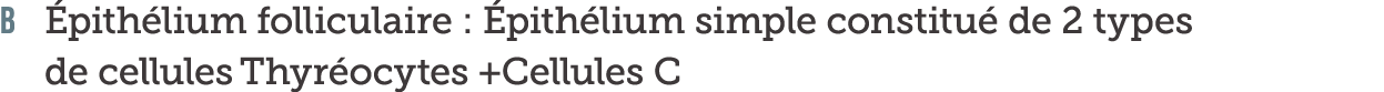 B  pith lium folliculaire    pith lium simple constitu  de 2 types de cellules Thyr ocytes  Cellules C 