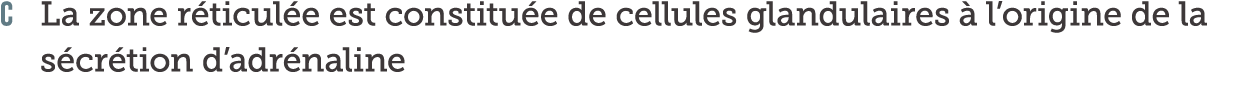 C La zone r ticul e est constitu e de cellules glandulaires   l origine de la s cr tion d adr naline