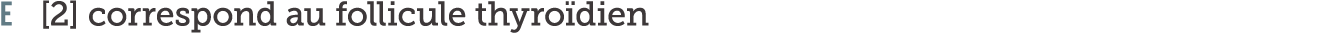 E  2  correspond au follicule thyro dien